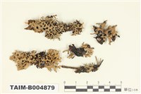 藏品(袋梅衣屬)的圖片